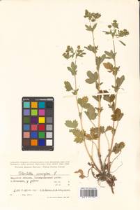 Potentilla norvegica L., Siberia, Russian Far East (S6) (Russia)