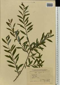 Salix purpurea L., Eastern Europe, Central region (E4) (Russia)