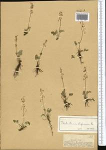 Thalictrum alpinum L., Middle Asia, Dzungarian Alatau & Tarbagatai (M5) (Kazakhstan)