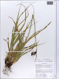 Carex atrata L., Eastern Europe, Northern region (E1) (Russia)