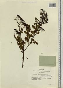 Spiraea media F. Schmidt, Siberia, Central Siberia (S3) (Russia)