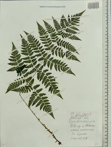 Dryopteris expansa (C.Presl) Fraser-Jenk. & Jermy, Eastern Europe, Belarus (E3a) (Belarus)