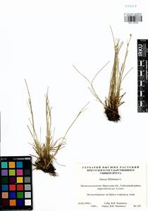 Juncus filiformis L., Siberia, Baikal & Transbaikal region (S4) (Russia)