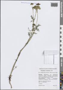 Peucedanum vaginatum Ledeb., Siberia, Baikal & Transbaikal region (S4) (Russia)