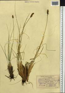 Carex borealipolaris S.R.Zhang, Siberia, Altai & Sayany Mountains (S2) (Russia)