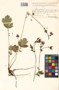 Geum rivale L., Eastern Europe, Northern region (E1) (Russia)
