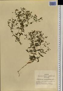 Mesostemma dichotomum (L.) Arabi, Rabeler & Zarre, Siberia, Altai & Sayany Mountains (S2) (Russia)