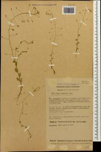 Draba nemorosa L., Caucasus, Georgia (K4) (Georgia)
