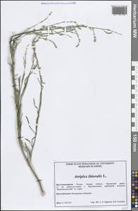 Atriplex littoralis L., Siberia, Western Siberia (S1) (Russia)