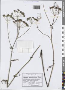 Carum buriaticum Turcz., Siberia, Baikal & Transbaikal region (S4) (Russia)