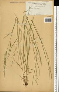 Poa nemoralis L., Eastern Europe, Central forest-and-steppe region (E6) (Russia)