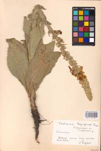 MHA 0 158 857, Verbascum densiflorum Bertol., Eastern Europe, South Ukrainian region (E12) (Ukraine)