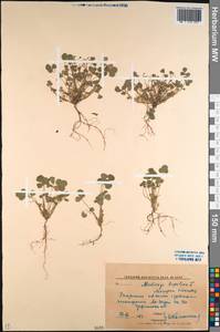 Medicago lupulina L., Caucasus, North Ossetia, Ingushetia & Chechnya (K1c) (Russia)