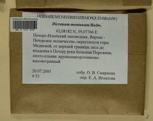 Orthodicranum montanum (Hedw.) Loeske, Bryophytes, Bryophytes - European North East (B7) (Russia)