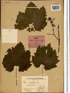 Vitis vinifera L., Caucasus (no precise locality) (K0)