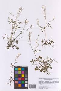 Cardamine hirsuta L., Eastern Europe, Moscow region (E4a) (Russia)