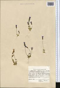 Comastoma falcatum (Turcz.) Toyokuni, Middle Asia, Northern & Central Tian Shan (M4) (Kyrgyzstan)