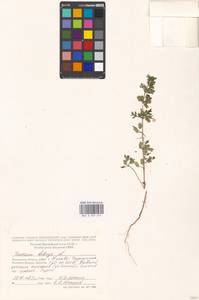 Teucrium botrys L., Eastern Europe, Moscow region (E4a) (Russia)