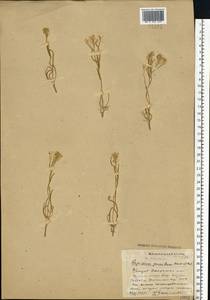 Lepidium cartilagineum (J. Mayer) Thell., Eastern Europe, South Ukrainian region (E12) (Ukraine)