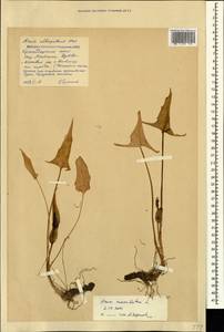 Arum italicum subsp. albispathum (Steven ex Ledeb.) Prime, Caucasus, Krasnodar Krai & Adygea (K1a) (Russia)