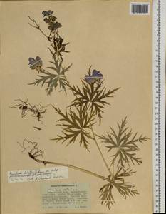 Aconitum pseudokusnezowii Vorosch., Siberia, Russian Far East (S6) (Russia)
