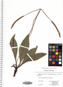 Plantago urvillei Opiz, Eastern Europe, Eastern region (E10) (Russia)