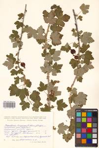 Ribes burejense F. Schmidt, Siberia, Russian Far East (S6) (Russia)