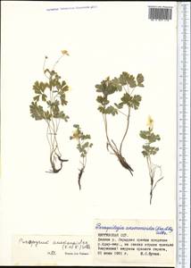 Isopyrum anemonoides Kar. & Kir., Middle Asia, Northern & Central Tian Shan (M4) (Kyrgyzstan)