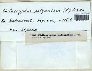 Chiloscyphus polyanthos (L.) Corda, Bryophytes, Bryophytes - Western Europe (BEu) (Germany)