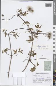 Clematis sibirica (L.) Mill., Siberia, Altai & Sayany Mountains (S2) (Russia)