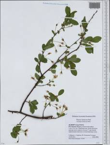Prunus fruticosa Pall., Eastern Europe, Rostov Oblast (E12a) (Russia)