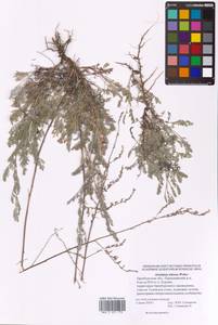 Artemisia nitrosa Weber ex Stechm., Eastern Europe, Eastern region (E10) (Russia)