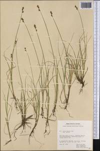 Carex marina Dewey, America (AMER) (Greenland)