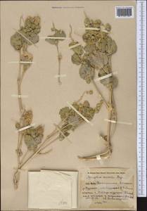 Atriplex moneta Bunge ex Boiss., Middle Asia, Pamir & Pamiro-Alai (M2) (Uzbekistan)
