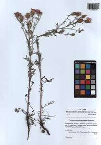 Centaurea pseudomaculosa Dobrocz, Siberia, Altai & Sayany Mountains (S2) (Russia)