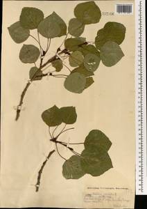 Populus tremula L., Mongolia (MONG) (Mongolia)