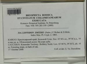 Leptodon smithii (Dicks. ex Hedw.) F. Weber & D. Mohr, Bryophytes, Bryophytes - North Caucasus & Ciscaucasia (B12) (Russia)