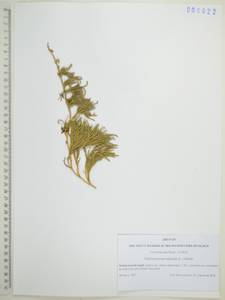 Diphasiastrum alpinum (L.) Holub, Siberia, Russian Far East (S6) (Russia)
