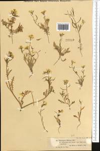 Chorispora sibirica (L.) DC., Middle Asia, Muyunkumy, Balkhash & Betpak-Dala (M9) (Kazakhstan)
