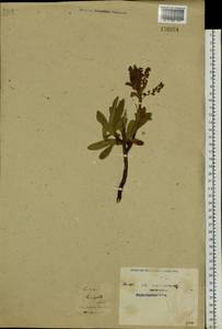 Sibiraea laevigata (L.) Maxim., Siberia, Western (Kazakhstan) Altai Mountains (S2a) (Kazakhstan)