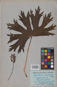 Aconitum lycoctonum subsp. moldavicum (Hacq.) Jalas, Eastern Europe (no precise locality) (E0)