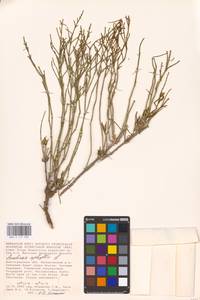 Anabasis aphylla L., Eastern Europe, Lower Volga region (E9) (Russia)