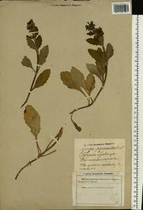 Ajuga pyramidalis L., Eastern Europe, Latvia (E2b) (Latvia)