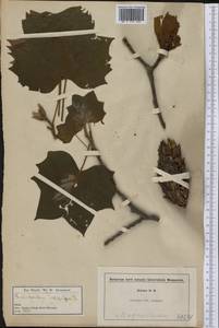 Liriodendron tulipifera L., America (AMER) (United States)