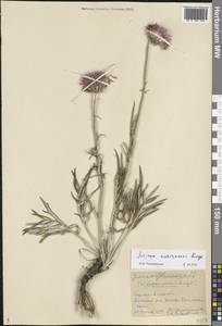Jurinea ewersmannii Bunge, Eastern Europe, Lower Volga region (E9) (Russia)