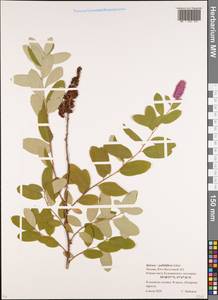 Spiraea pallidiflora, Eastern Europe, Moscow region (E4a) (Russia)