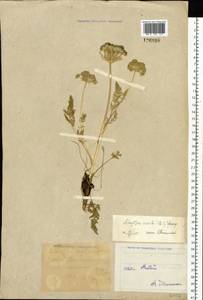 Schulzia crinita (Pall.) Spreng., Siberia, Western (Kazakhstan) Altai Mountains (S2a) (Kazakhstan)