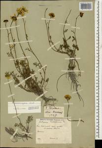 Archanthemis marschalliana subsp. sosnowskyana (Fed.) Lo Presti & Oberpr., Caucasus, South Ossetia (K4b) (South Ossetia)