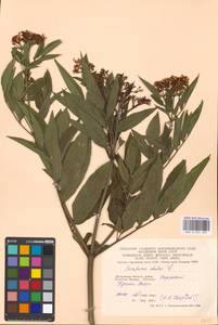 Sambucus ebulus L., Eastern Europe, Moscow region (E4a) (Russia)