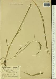 Elymus ciliaris (Trin.) Tzvelev, Siberia, Chukotka & Kamchatka (S7) (Russia)